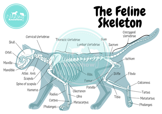 Canine_Skeletal_Anatomy
