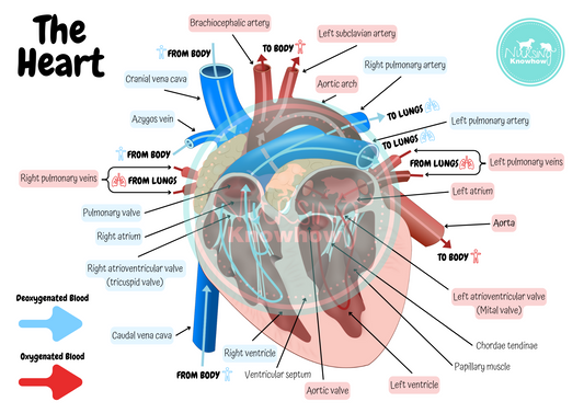 The Veterinary Heart Anatomy Poster