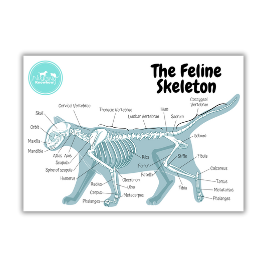 Physical Skeletal Animal Veterinary Poster