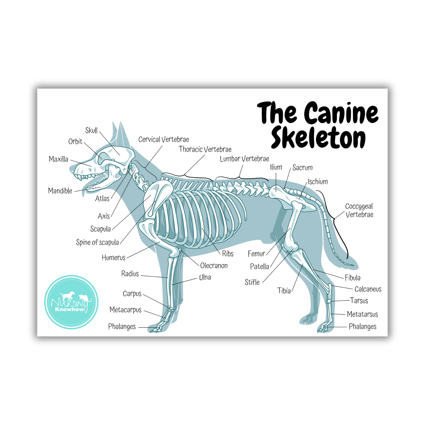 Physical Skeletal Animal Veterinary Poster