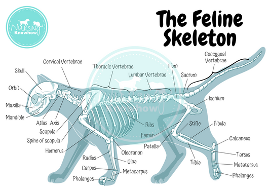 The Feline Skeleton (Digital Download) - Nursing Knowhow