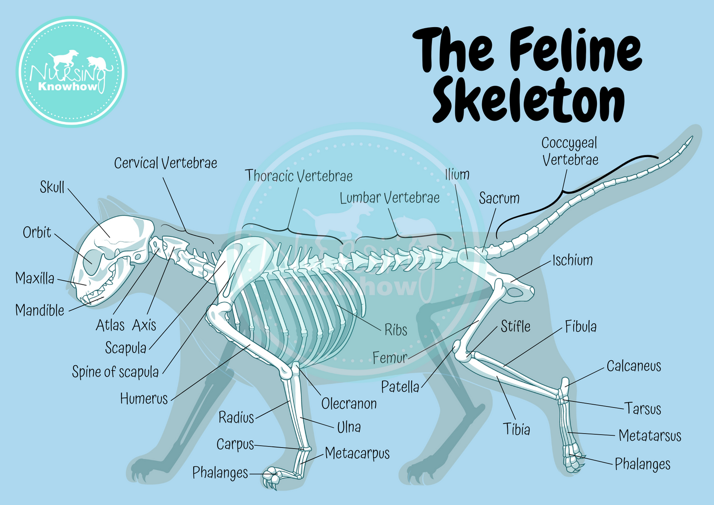 The Feline Skeleton (Digital Download) - Nursing Knowhow