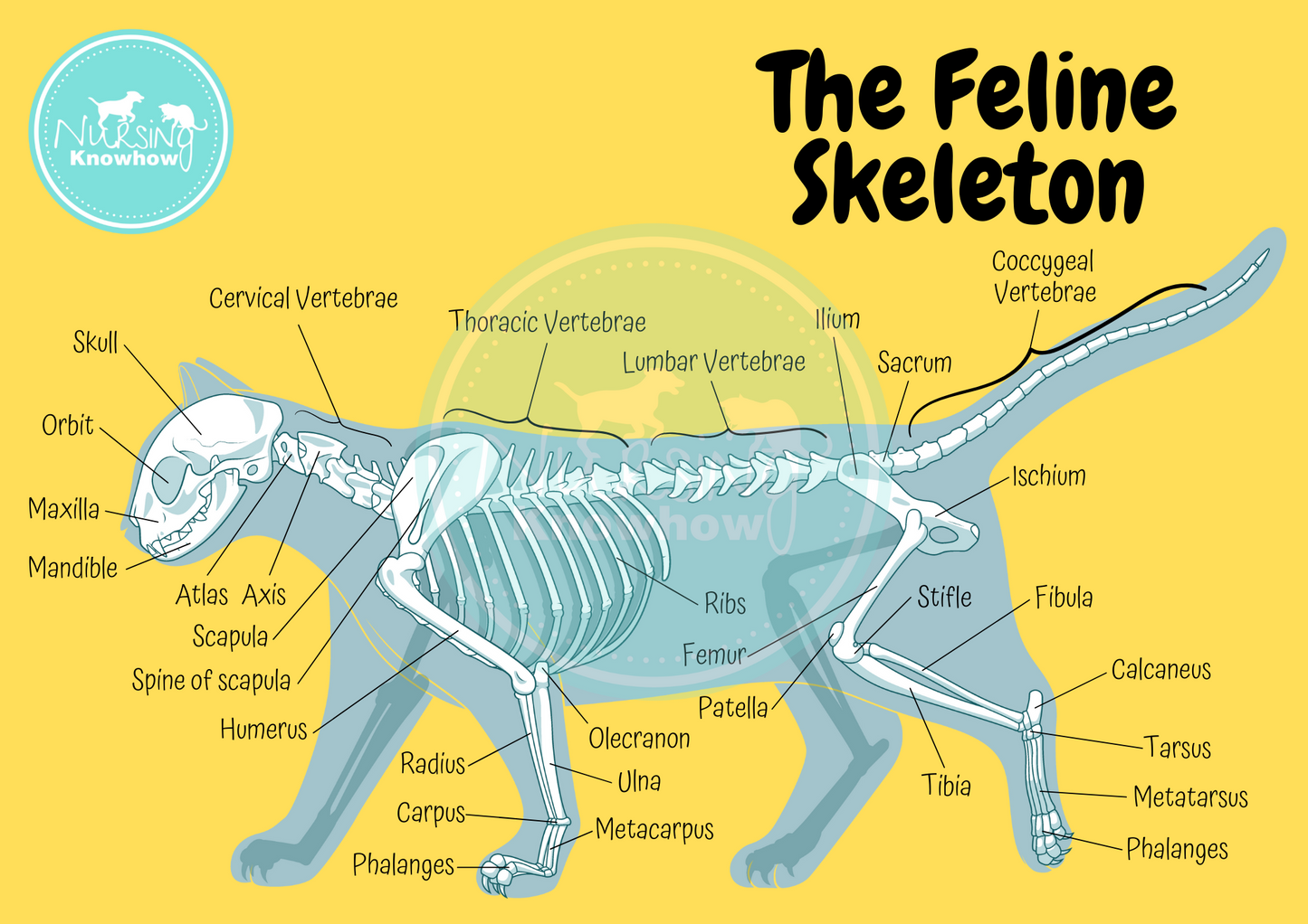 The Feline Skeleton (Digital Download) - Nursing Knowhow