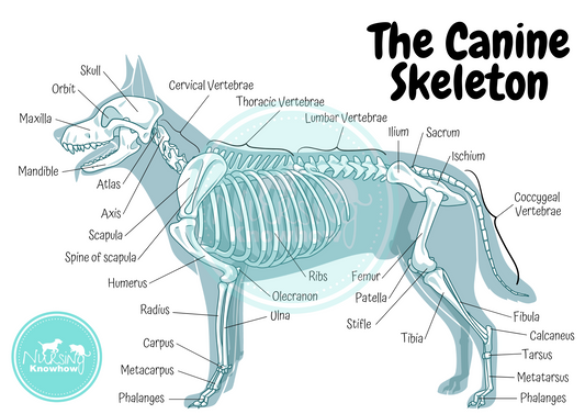 The Canine Skeleton (Digital Download) - Nursing Knowhow
