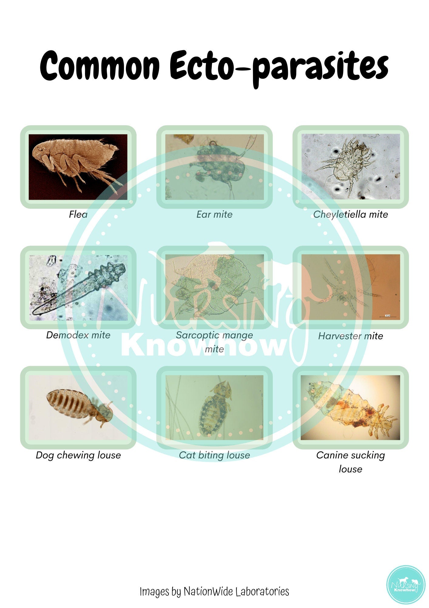 Vet & Vet Nurse Ecto-parasite Information Guide (Digital download) - Nursing Knowhow