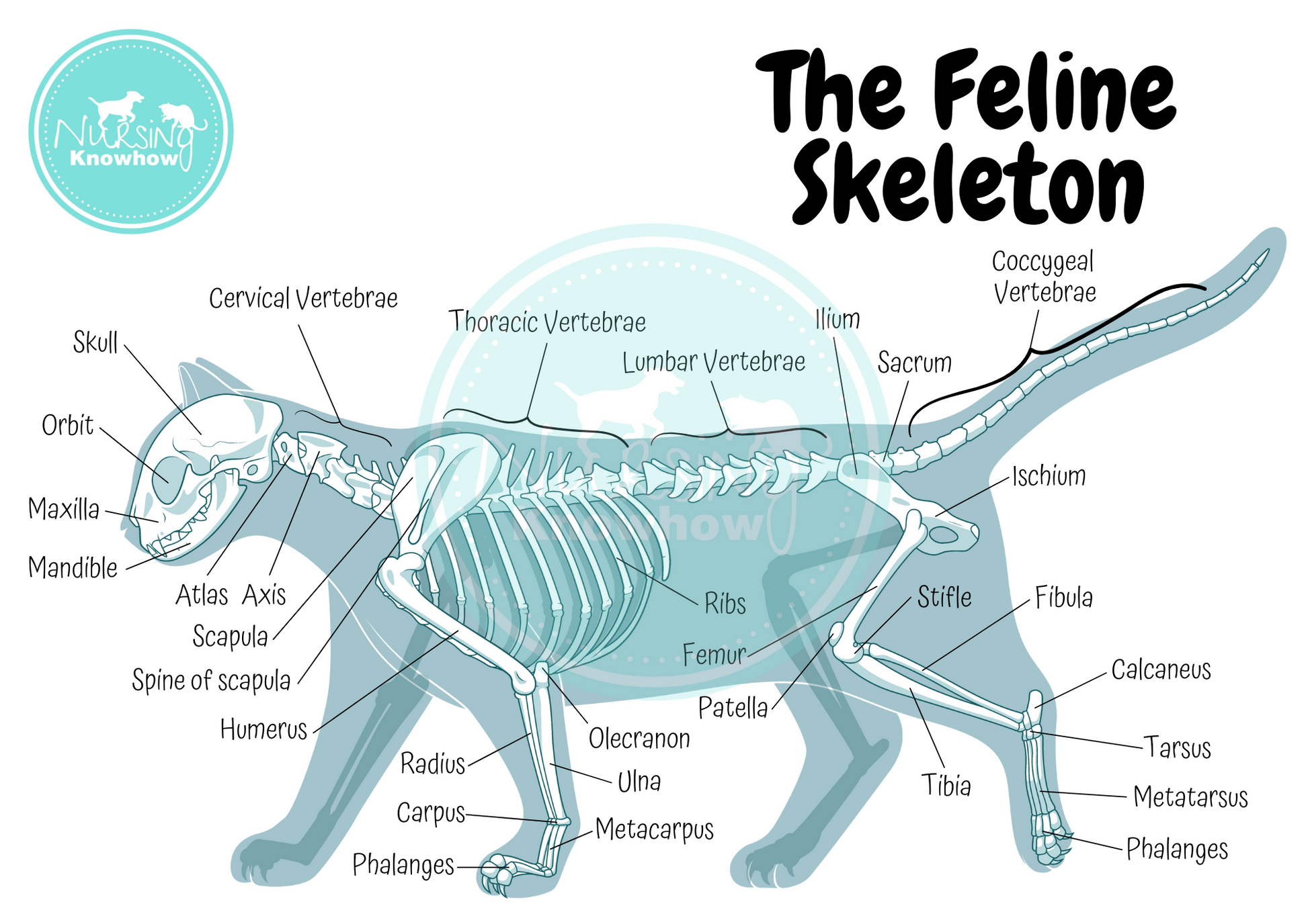 The Feline Skeleton (Digital Download) - Nursing Knowhow