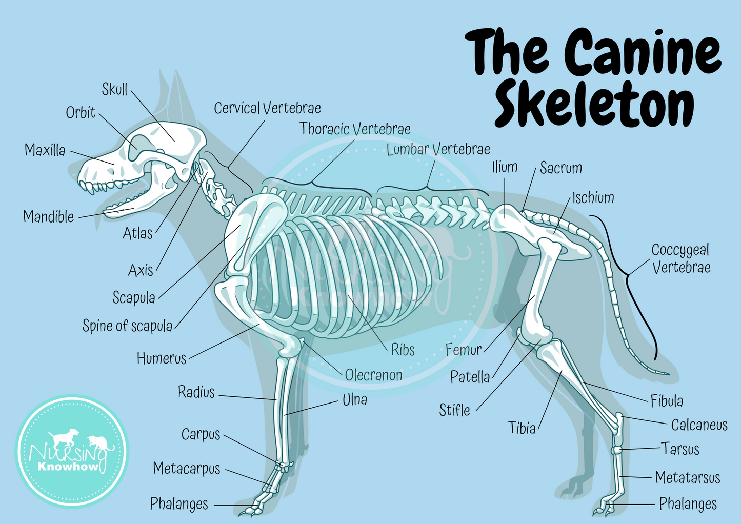 The Canine Skeleton (Digital Download) - Nursing Knowhow