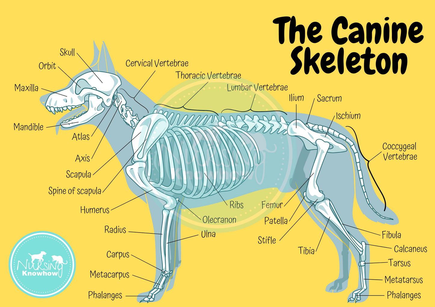 The Canine Skeleton (Digital Download) - Nursing Knowhow